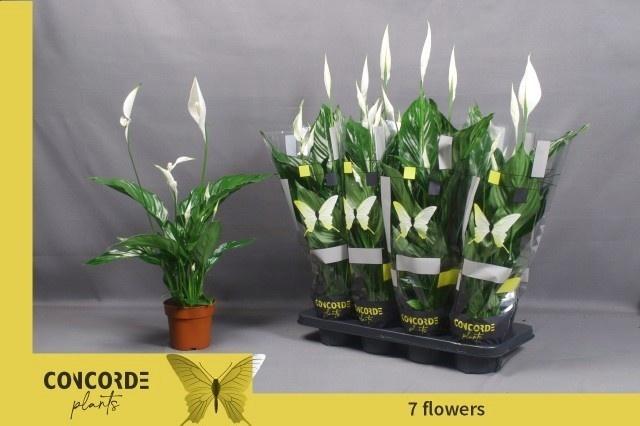 Горшечные цветы и растения оптом Spath Sweet Ricardo от 8шт из Голландии с доставкой по России