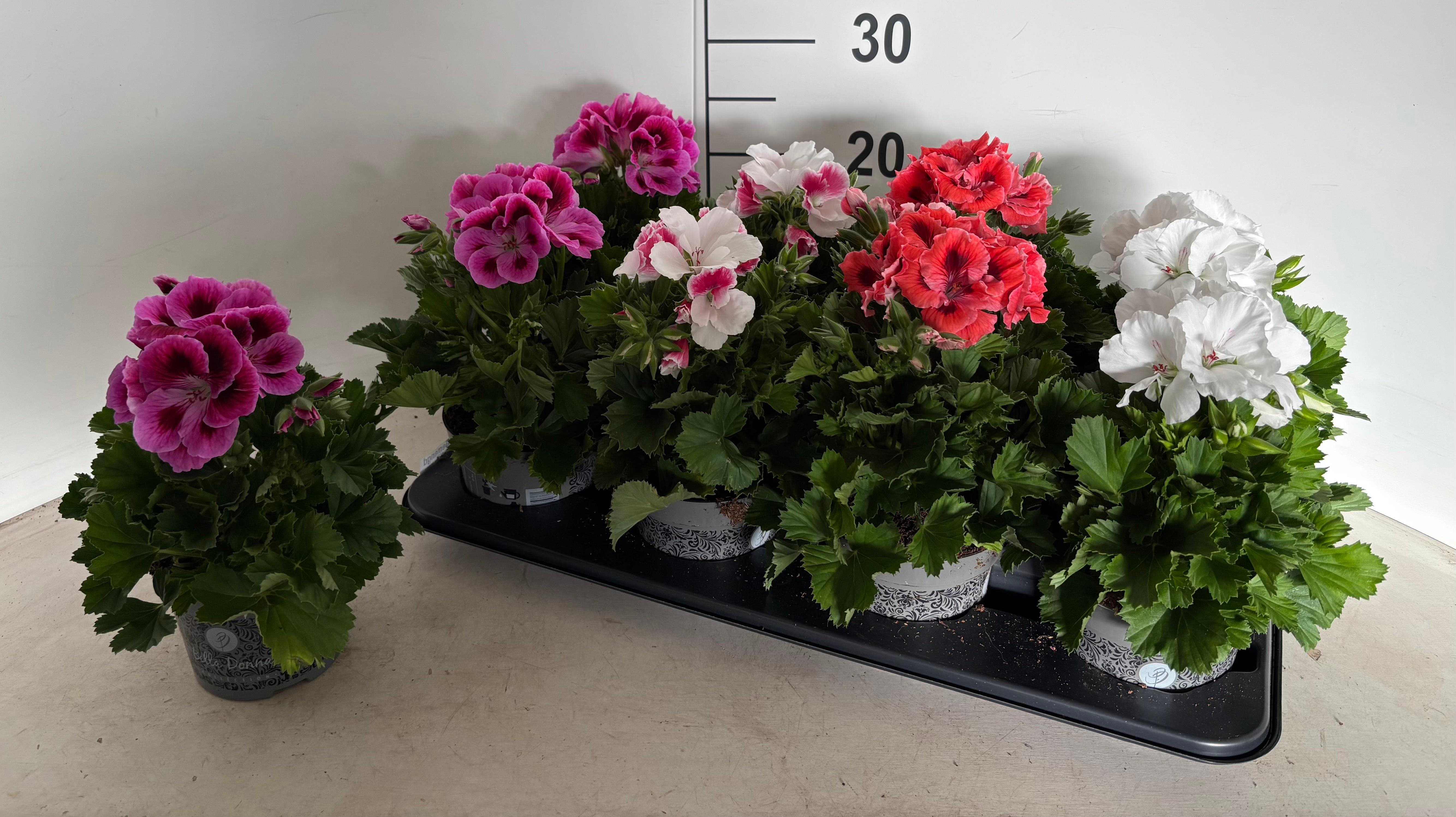 Горшечные цветы и растения оптом Pel Gr Gem от 8шт из Голландии с доставкой по России