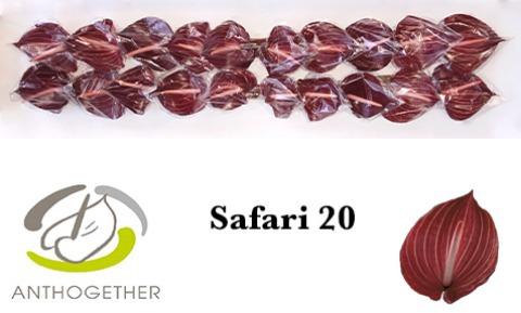 Срезанные цветы оптом Anthurium safari от 20шт. из Голландии с доставкой по России