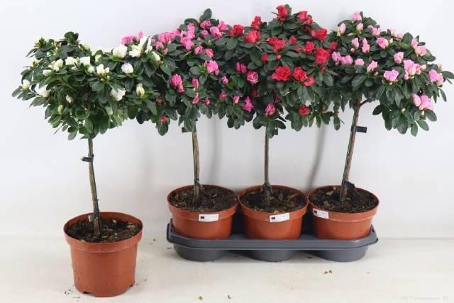Горшечные цветы и растения оптом Rhodo Ov от 3шт из Голландии с доставкой по России