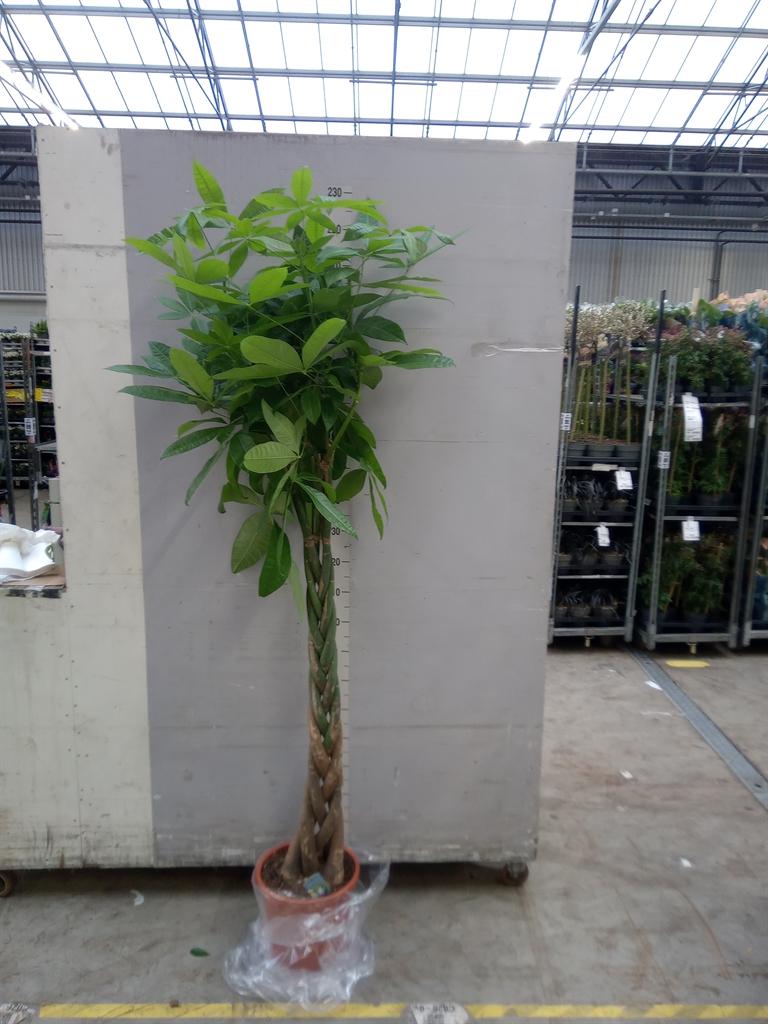 Горшечные цветы и растения оптом Pachira Aquatica от 1шт из Голландии с доставкой по России