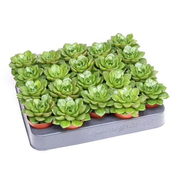 Горшечные цветы и растения оптом Echeveria Multicaulus от 20шт (для телеги) из Голландии с доставкой по России