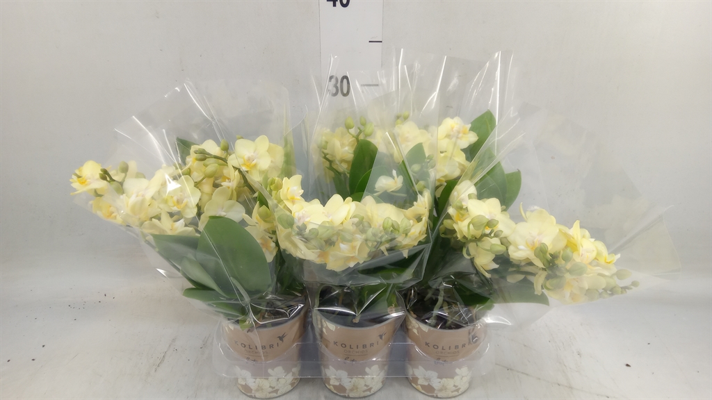 Горшечные цветы и растения оптом Phal Multi Yellow (ok) от 6шт (для телеги) из Голландии с доставкой по России