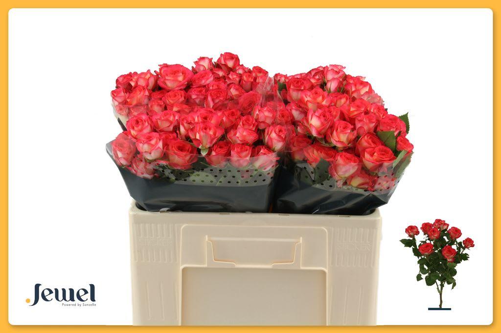 Срезанные цветы оптом Rosa spray summer dance от 50шт из Голландии с доставкой по России