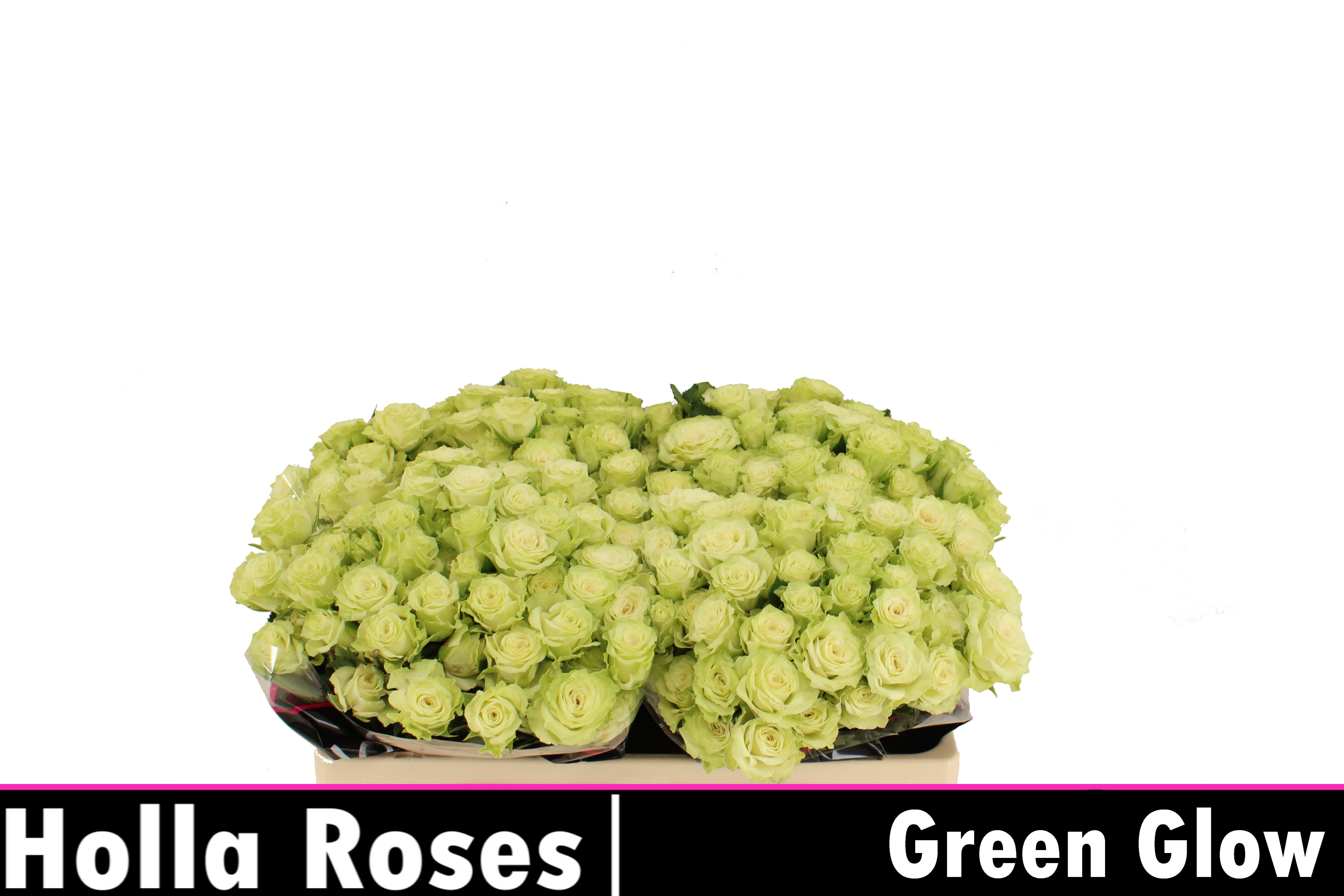 Срезанные цветы оптом Rosa spray green glow от 50шт из Голландии с доставкой по России