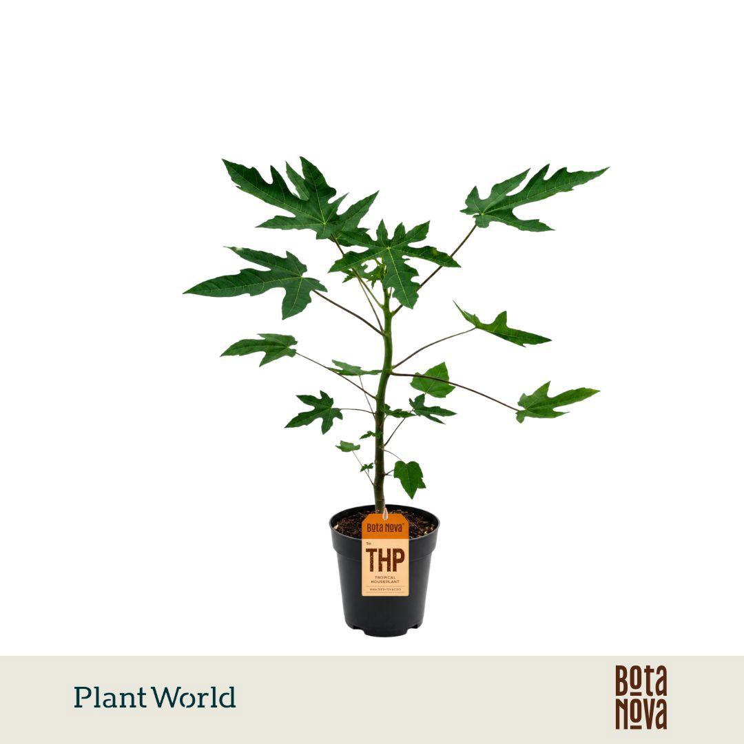 Горшечные цветы и растения оптом Carica Papaya от 7шт из Голландии с доставкой по России