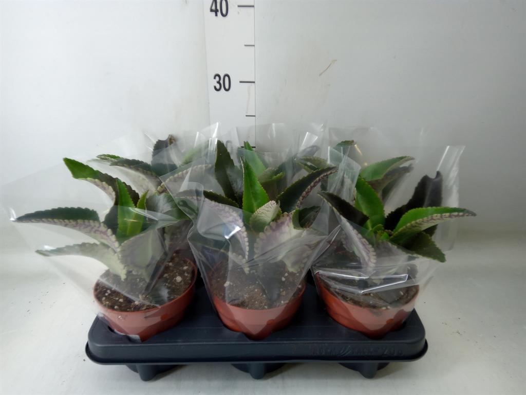 Горшечные цветы и растения оптом Kalanchoe Nf Daigremontiana от 6шт из Голландии с доставкой по России
