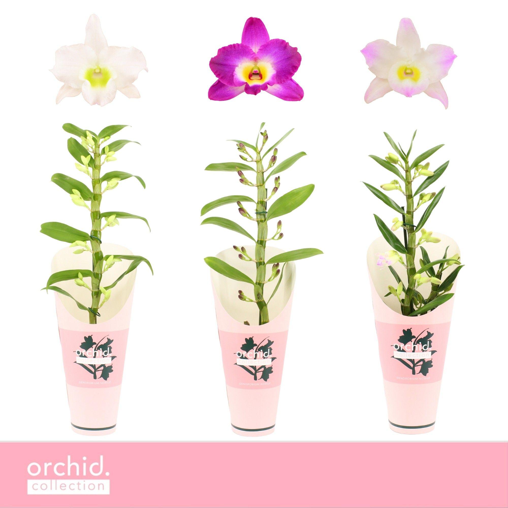 Горшечные цветы и растения оптом Dendr Nob 1st Mix Orchid Collection от 6шт из Голландии с доставкой по России
