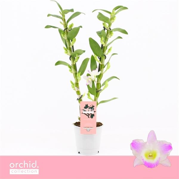 Горшечные цветы и растения оптом Dendr Nob 2st Pandora Orchid Collection от 10шт из Голландии с доставкой по России