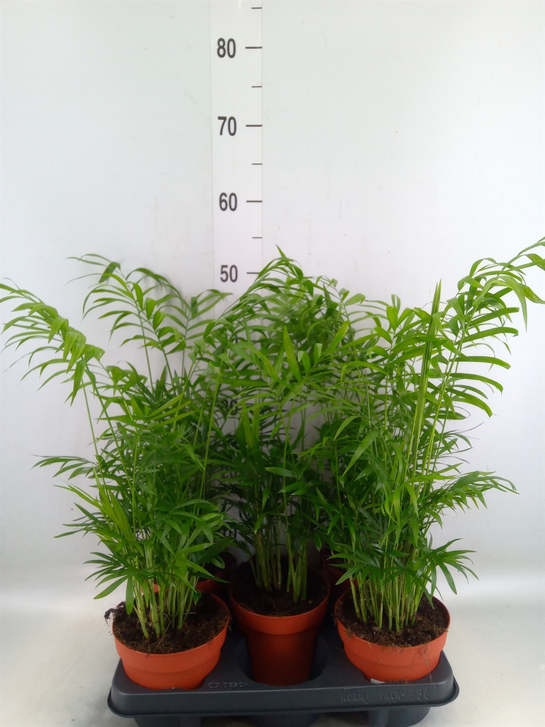 Горшечные цветы и растения оптом Chamaedorea Elegans от 5шт из Голландии с доставкой по России