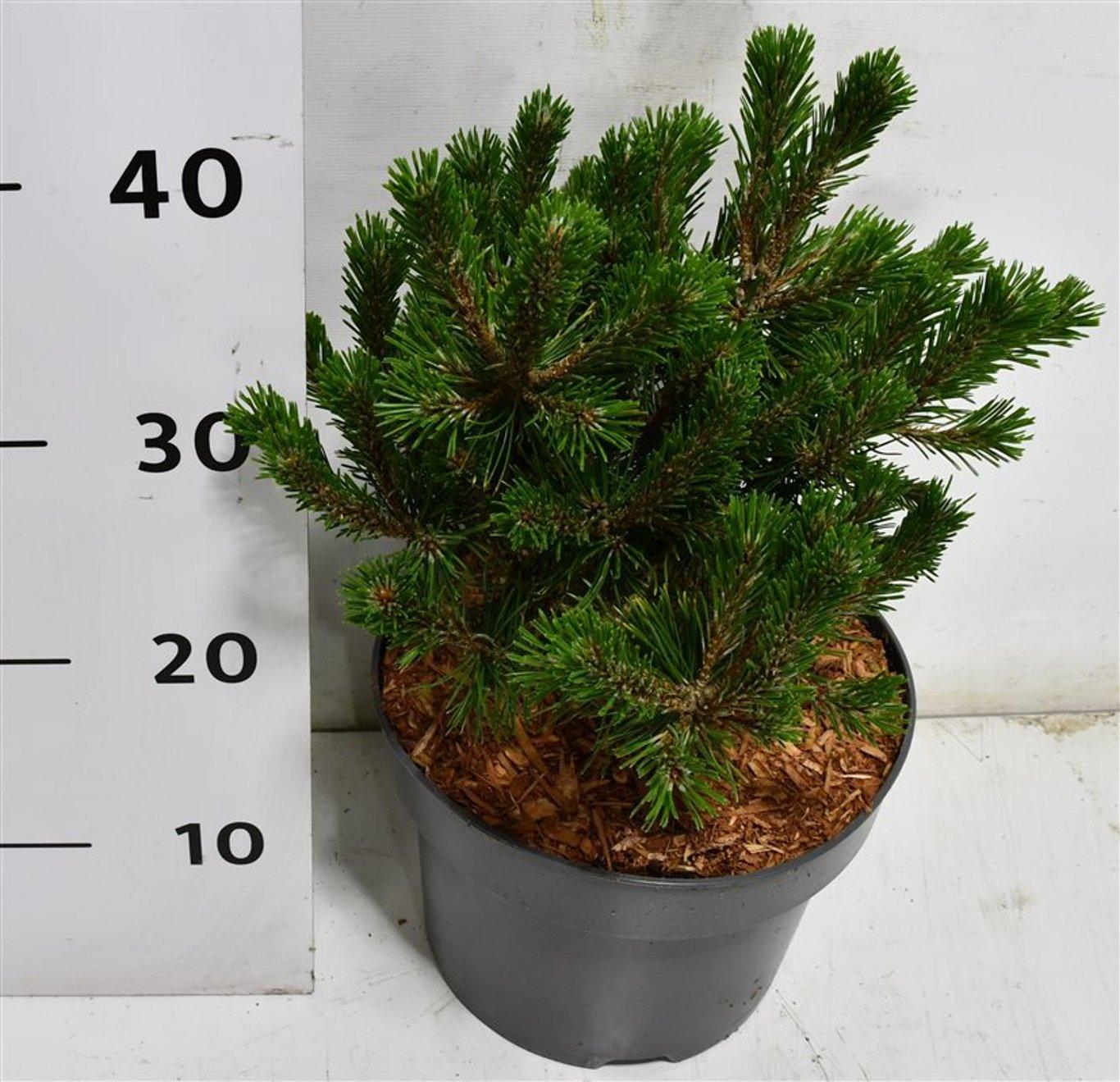Горшечные цветы и растения оптом Pinus Mugo Humpy от 1шт из Голландии с доставкой по России