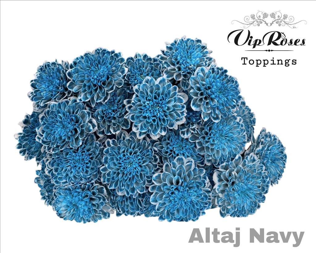 Срезанные цветы оптом Chrys sp paint altaj navy blue от 20шт из Голландии с доставкой по России