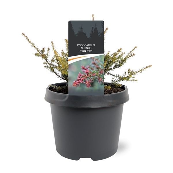 Горшечные цветы и растения оптом Podocarpus Lawrencei Red Tip от 1шт из Голландии с доставкой по России