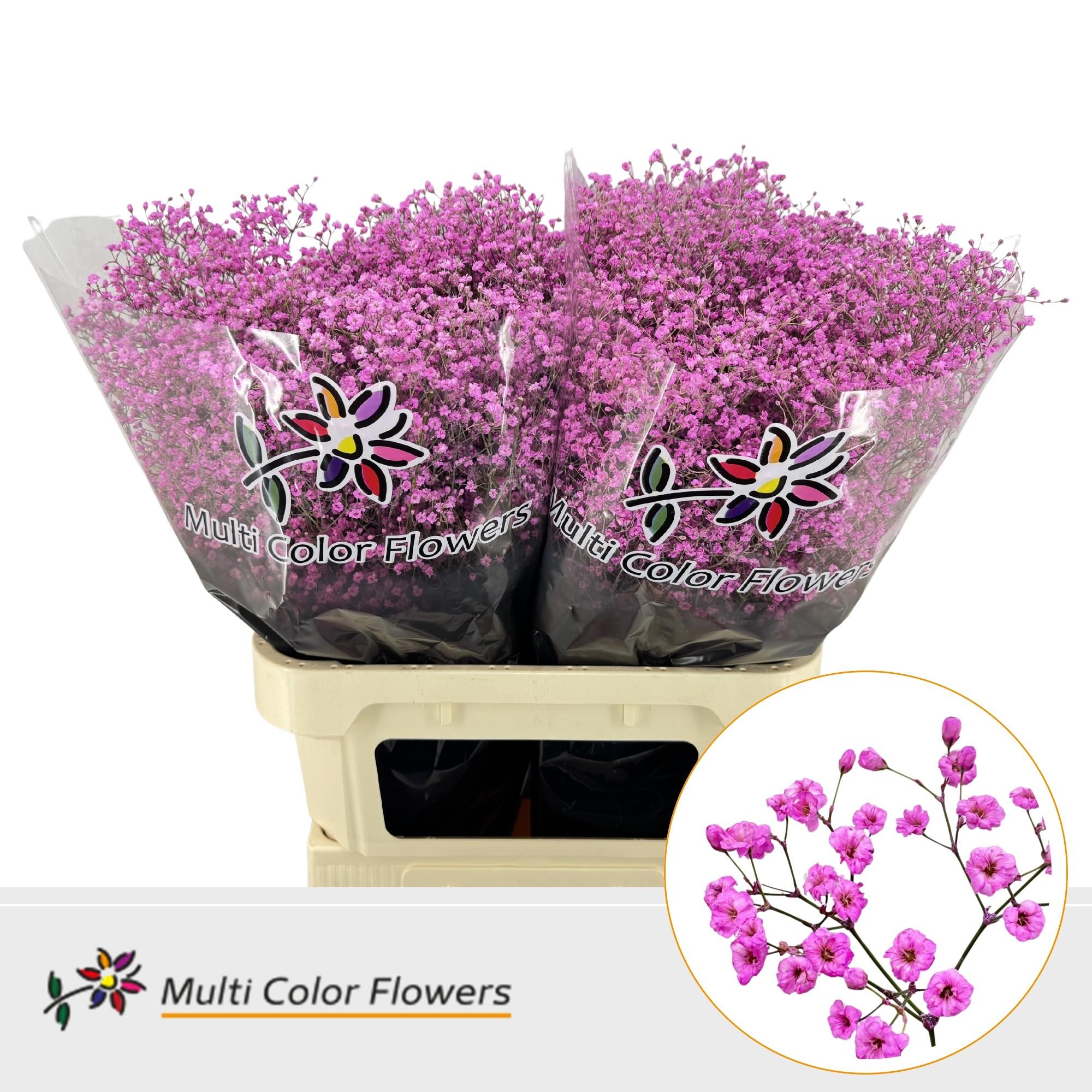 Срезанные цветы оптом Gyps fine paint lady pink от 50шт. из Голландии с доставкой по России