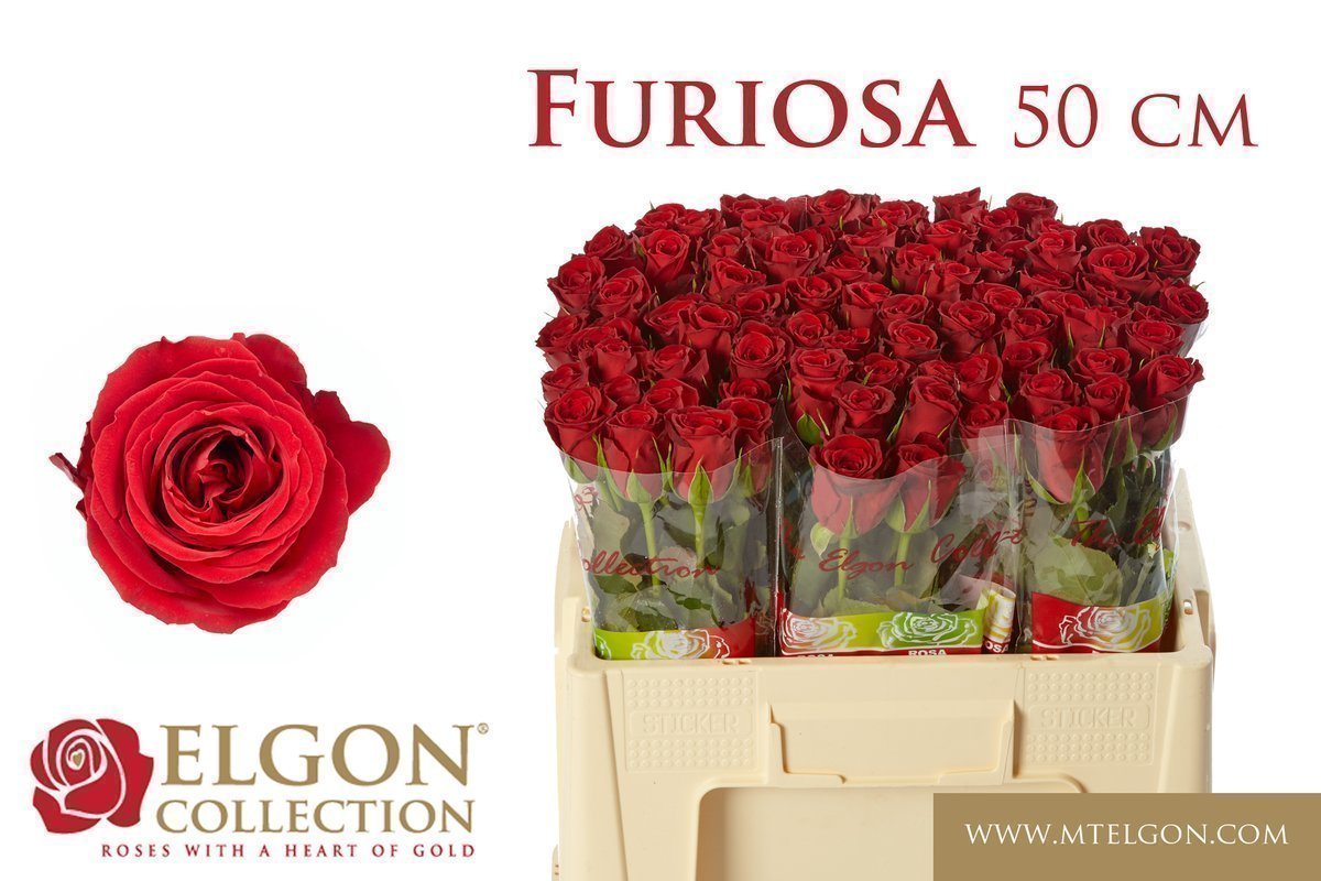 Срезанные цветы оптом Rosa large furiosa от 440шт из Голландии с доставкой по России