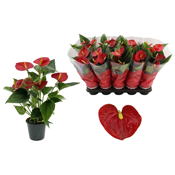 Горшечные цветы и растения оптом Anth An Success Red 4+ In Couture Success от 10шт из Голландии с доставкой по России