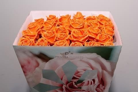 Срезанные цветы оптом Rosa la wax orange от 20шт из Голландии с доставкой по России