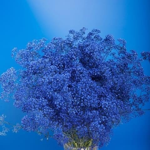 Срезанные цветы оптом Gyps fine paint blue от 50шт. из Голландии с доставкой по России