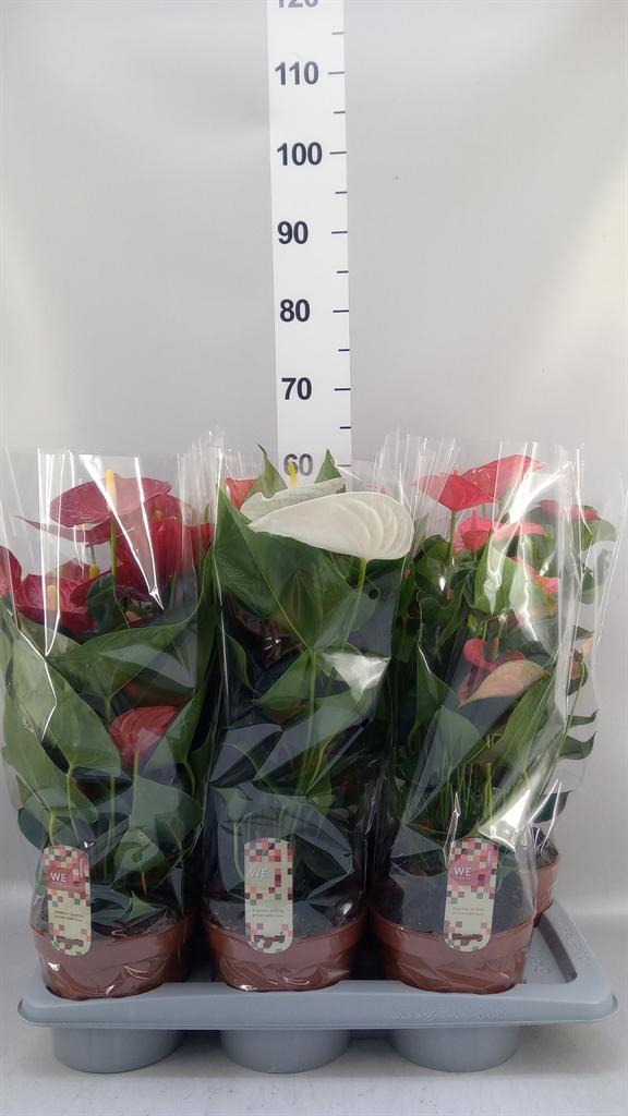 Горшечные цветы и растения оптом Anthurium ...mix 4 от 6шт из Голландии с доставкой по России