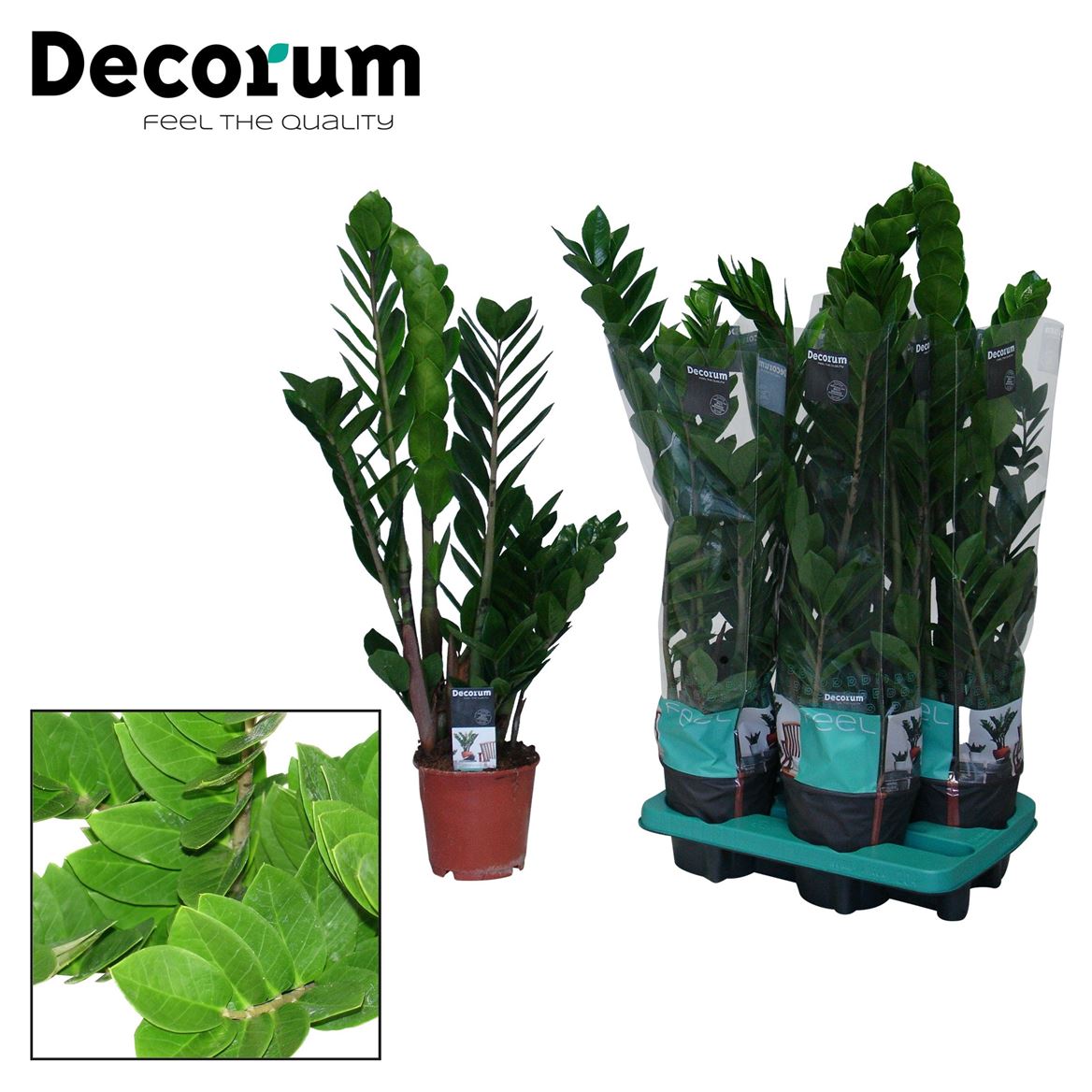 Горшечные цветы и растения оптом Zamioculcas 4+ (decorum) от 7шт из Голландии с доставкой по России