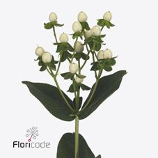 Срезанные цветы оптом Hypericum coco uno от 100шт из Голландии с доставкой по России