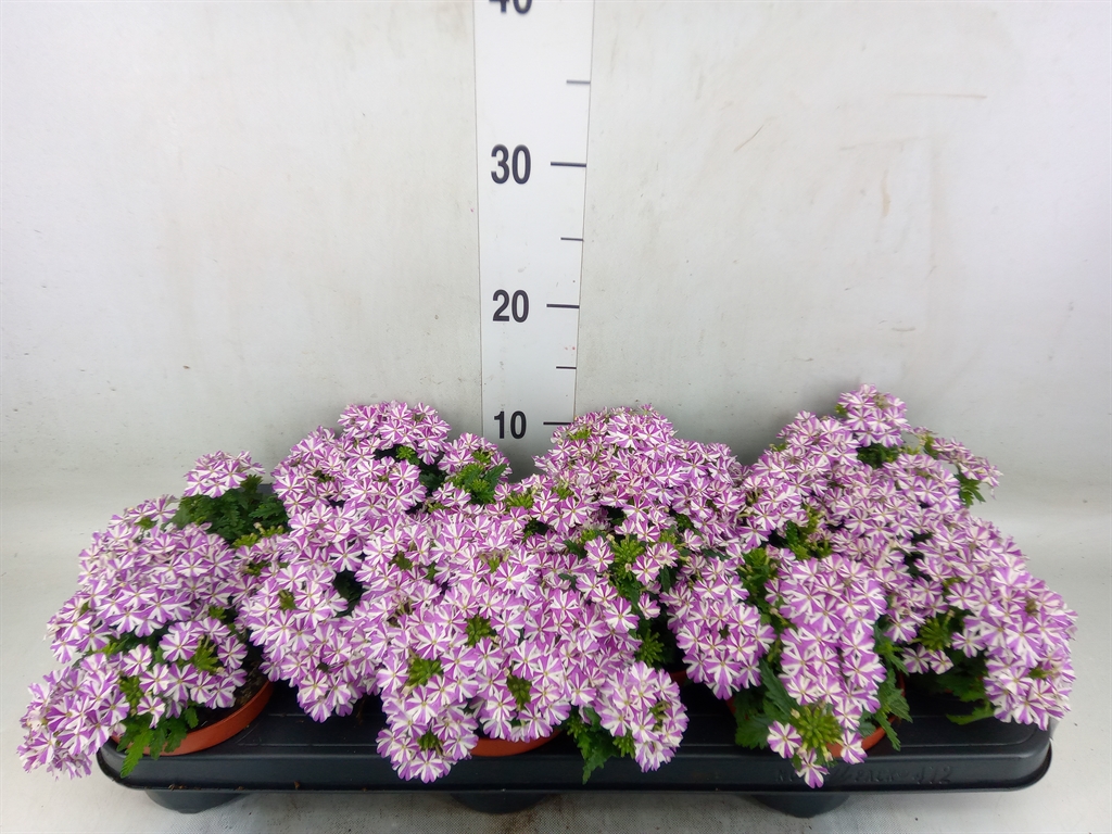 Горшечные цветы и растения оптом Verbena   ... от 12шт из Голландии с доставкой по России