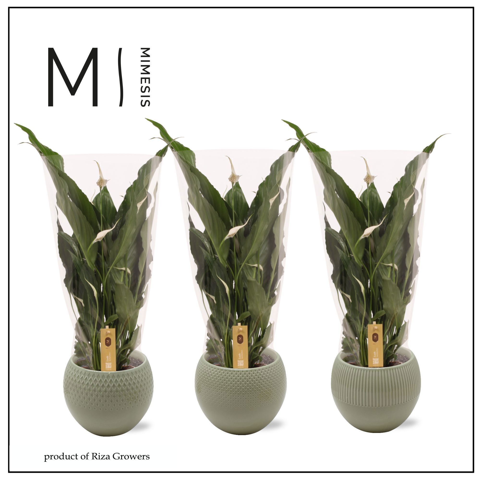 Горшечные цветы и растения оптом Spath Sweet Chico от 3шт из Голландии с доставкой по России