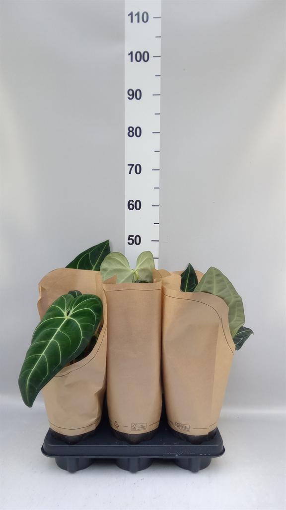 Горшечные цветы и растения оптом Anthurium ... от 6шт из Голландии с доставкой по России