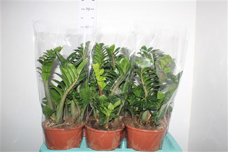 Горшечные цветы и растения оптом Zamioculcas Zenzi 6+ от 6шт из Голландии с доставкой по России