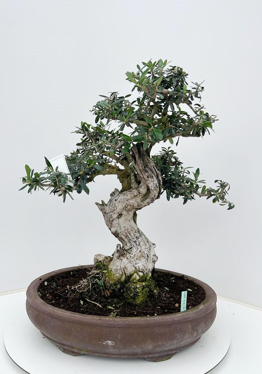 Горшечные цветы и растения оптом Olea Europaea, Pot 42cm. Height 60cm. (single Item от 1шт из Голландии с доставкой по России