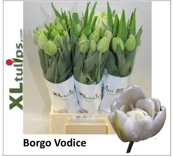 Срезанные цветы оптом Tulipa fre borgo vodice от 50шт из Голландии с доставкой по России