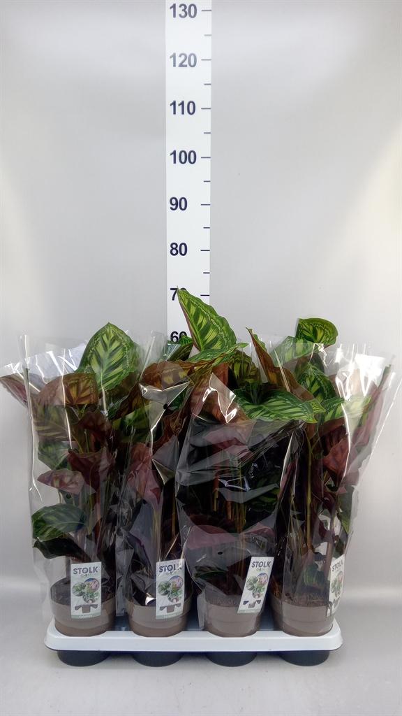 Горшечные цветы и растения оптом Calathea flamestar от 8шт из Голландии с доставкой по России