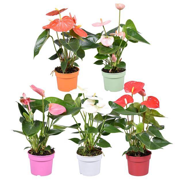 Горшечные цветы и растения оптом Anthurium Mix Xl от 6шт из Голландии с доставкой по России