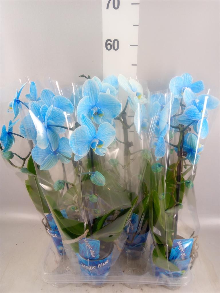 Горшечные цветы и растения оптом Phalaenopsis ... от 6шт (для телеги) из Голландии с доставкой по России