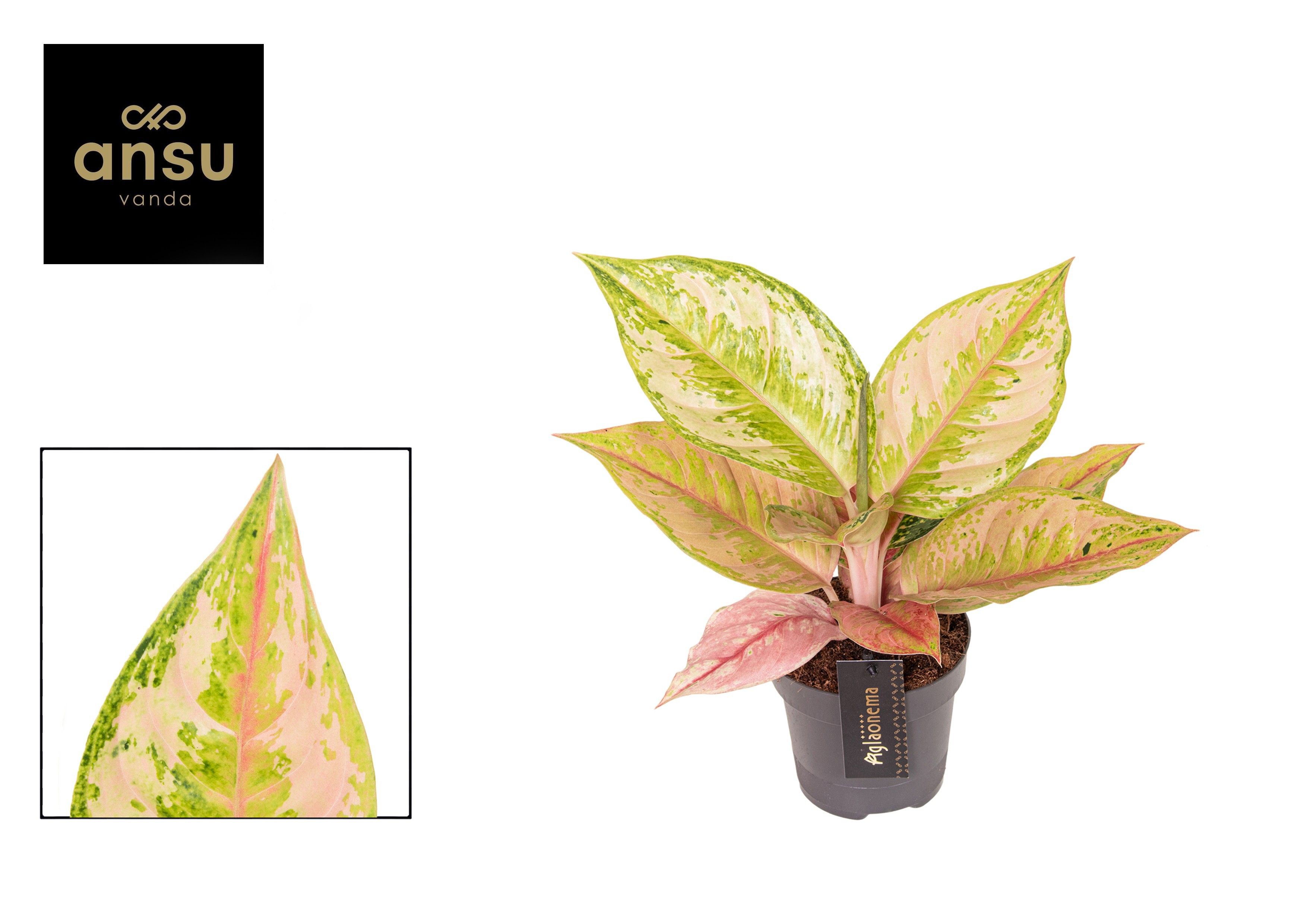 Горшечные цветы и растения оптом Aglaonema Pastella от 6шт из Голландии с доставкой по России