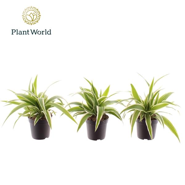 Горшечные цветы и растения оптом Chlorophytum Ocean от 16шт (для телеги) из Голландии с доставкой по России