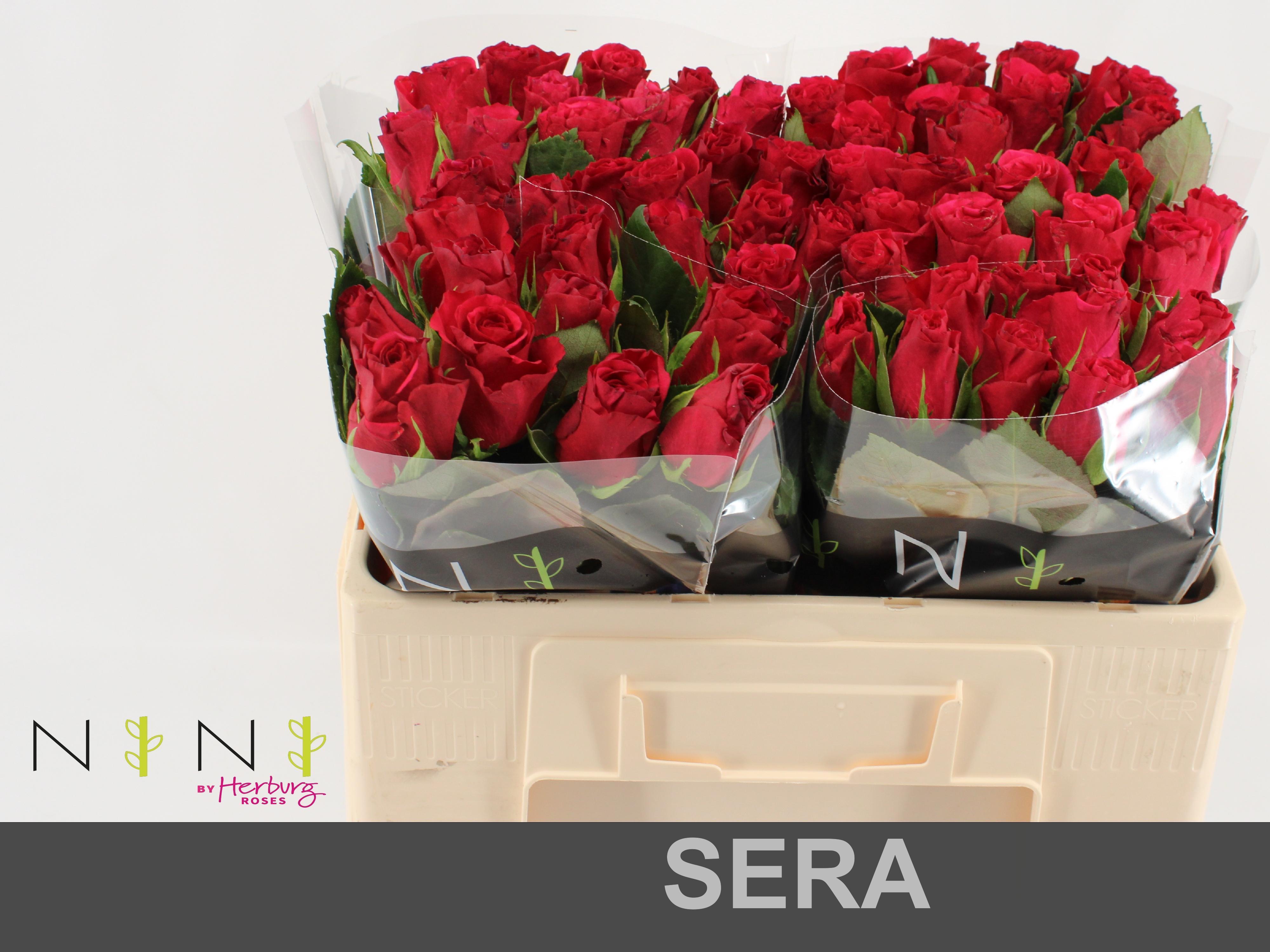 Срезанные цветы оптом Rosa large sera от 80шт из Голландии с доставкой по России