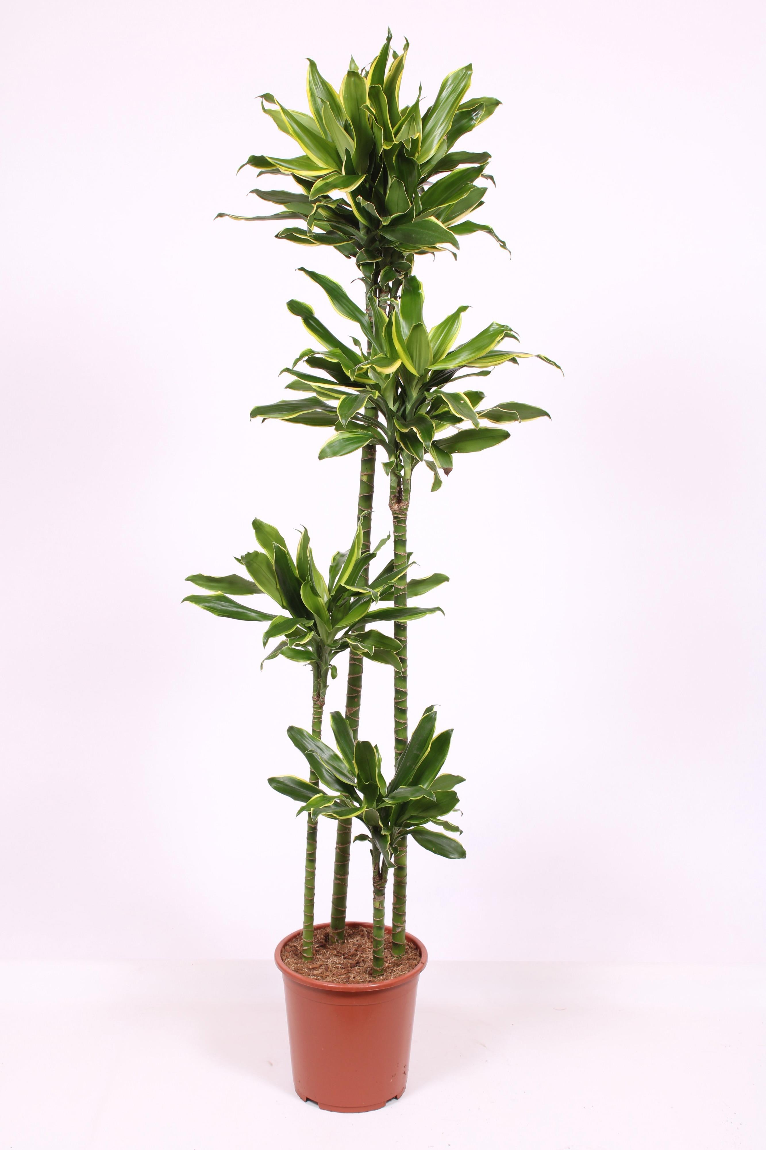 Горшечные цветы и растения оптом Dracaena Golden Coast 120-90-60-30 от 1шт из Голландии с доставкой по России