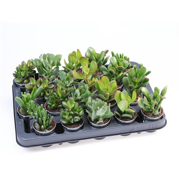 Горшечные цветы и растения оптом Crassula Mix In Sinkpot от 20шт (для телеги) из Голландии с доставкой по России