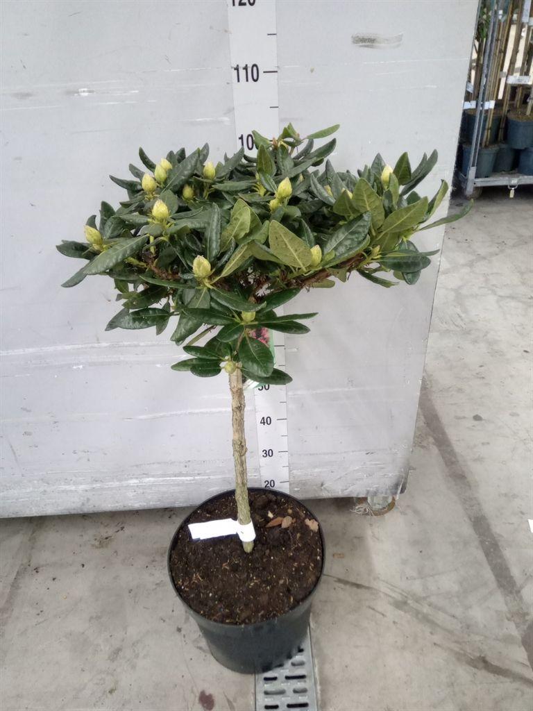 Горшечные цветы и растения оптом Rhododendron   ... от 1шт из Голландии с доставкой по России