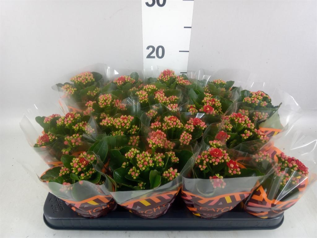 Горшечные цветы и растения оптом Kalanchoe Blos. calandiva Rubio от 16шт (для телеги) из Голландии с доставкой по России