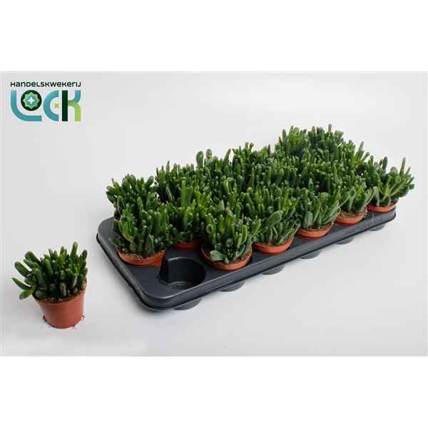 Горшечные цветы и растения оптом Crassula Horn Tree от 12шт из Голландии с доставкой по России