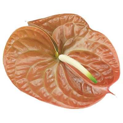 Срезанные цветы оптом Anthurium terra от 20шт из Голландии с доставкой по России