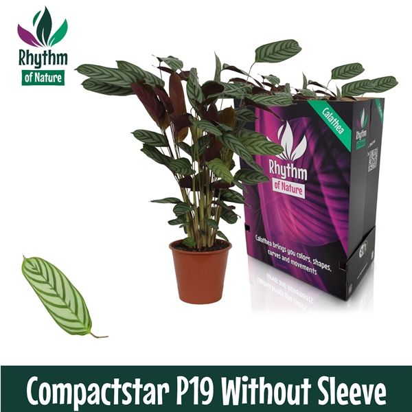 Горшечные цветы и растения оптом Calathea Compactstar Rhythm Of Nature Zonder от 5шт из Голландии с доставкой по России