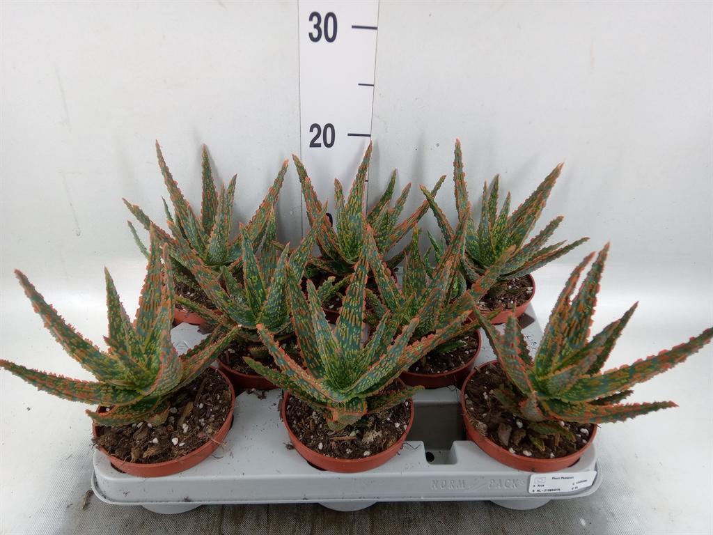 Горшечные цветы и растения оптом Aloe   ... от 8шт из Голландии с доставкой по России