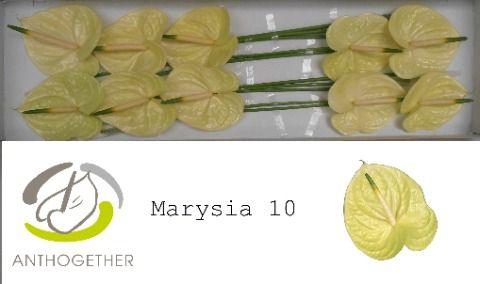 Срезанные цветы оптом Anthurium marysia от 10шт из Голландии с доставкой по России