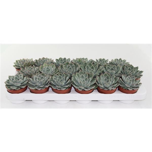 Горшечные цветы и растения оптом Echeveria Rosea от 12шт из Голландии с доставкой по России