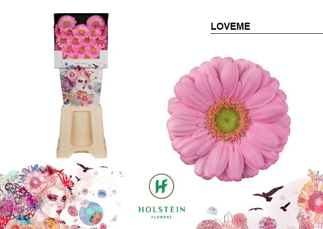 Срезанные цветы оптом Germini diamond loveme от 80шт из Голландии с доставкой по России