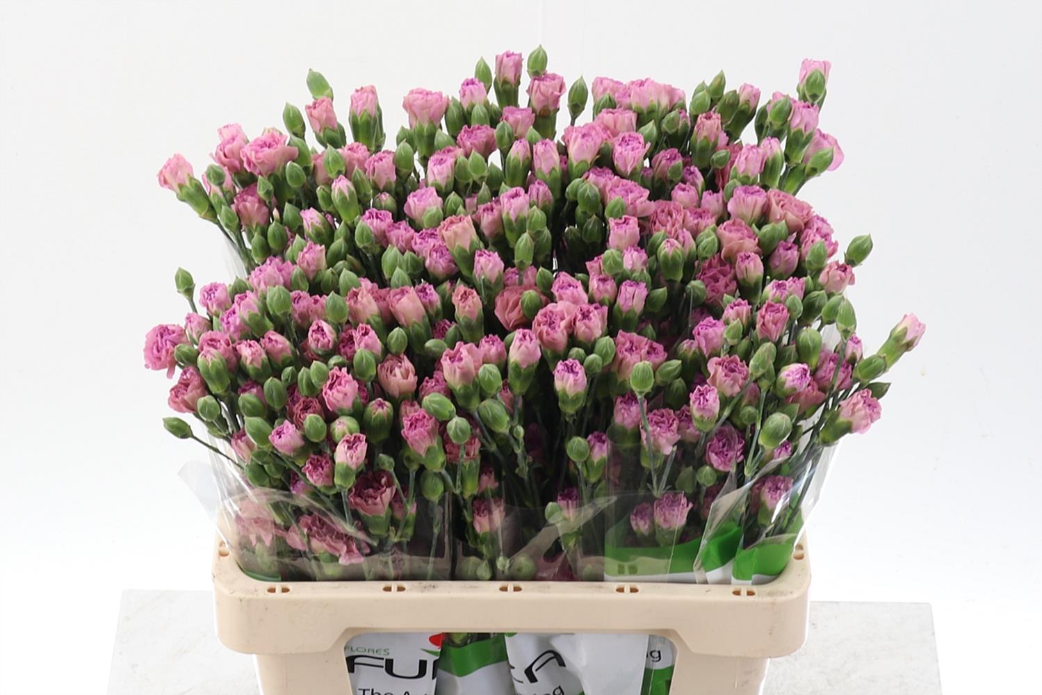 Срезанные цветы оптом Dianthus sp mocca sweet от 100шт из Голландии с доставкой по России