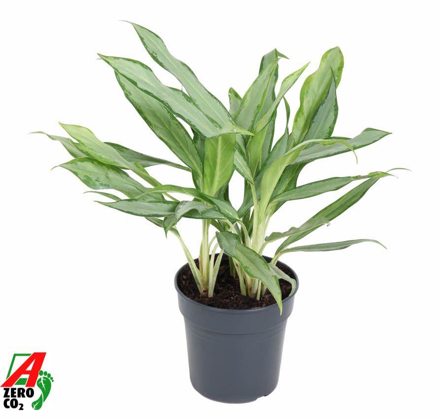Горшечные цветы и растения оптом Aglaonema White Lance от 6шт из Голландии с доставкой по России
